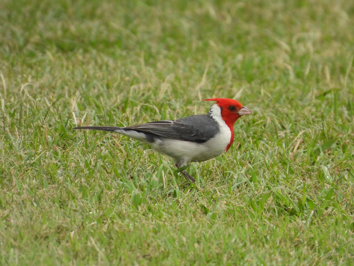 Red-crested Cardinal - Evan Walters