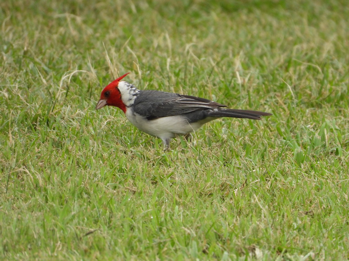 Red-crested Cardinal - Evan Walters