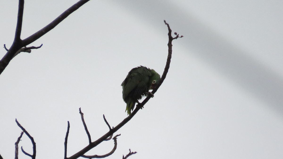 Red-lored Amazon - ML616637170