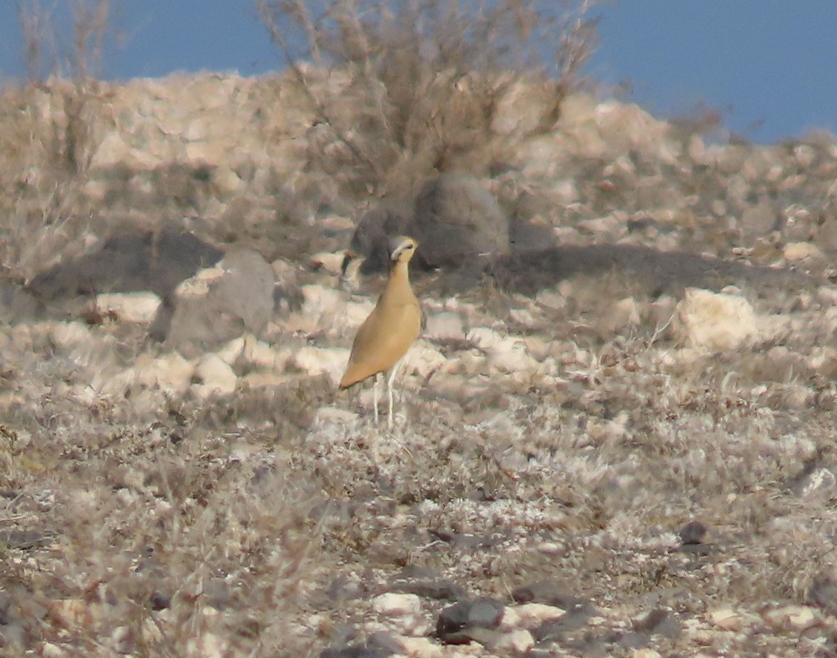 Cream-colored Courser - María Gutiérrez Camarero