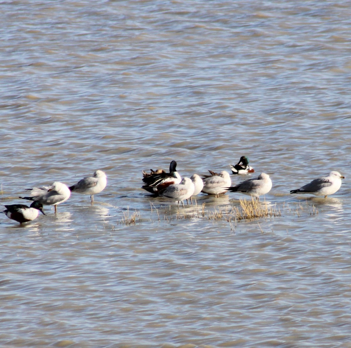 Ring-billed Gull - ML616637185