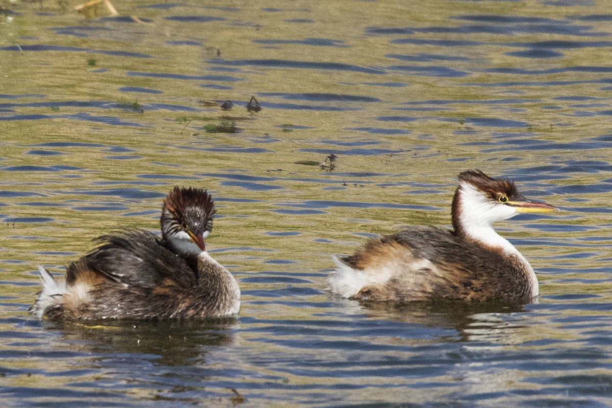 Titicaca Grebe - ML616637187