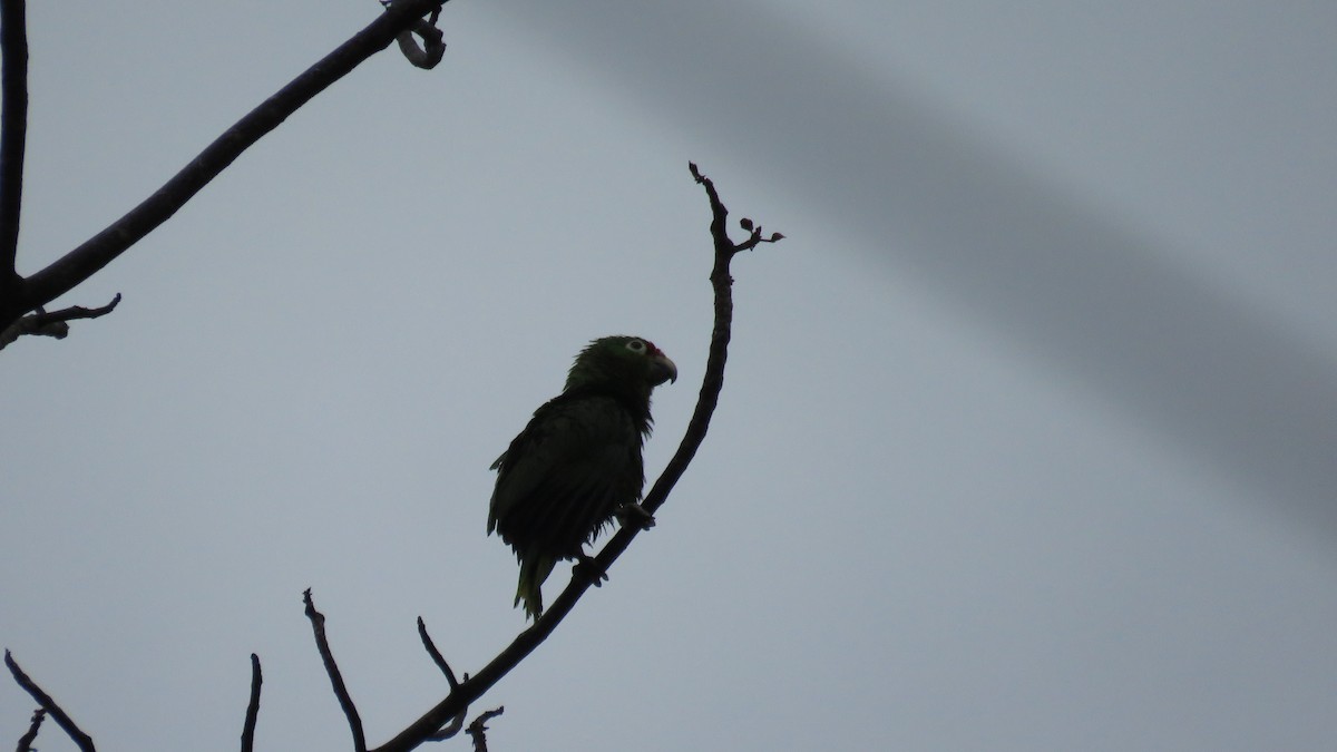 Red-lored Amazon - ML616637188