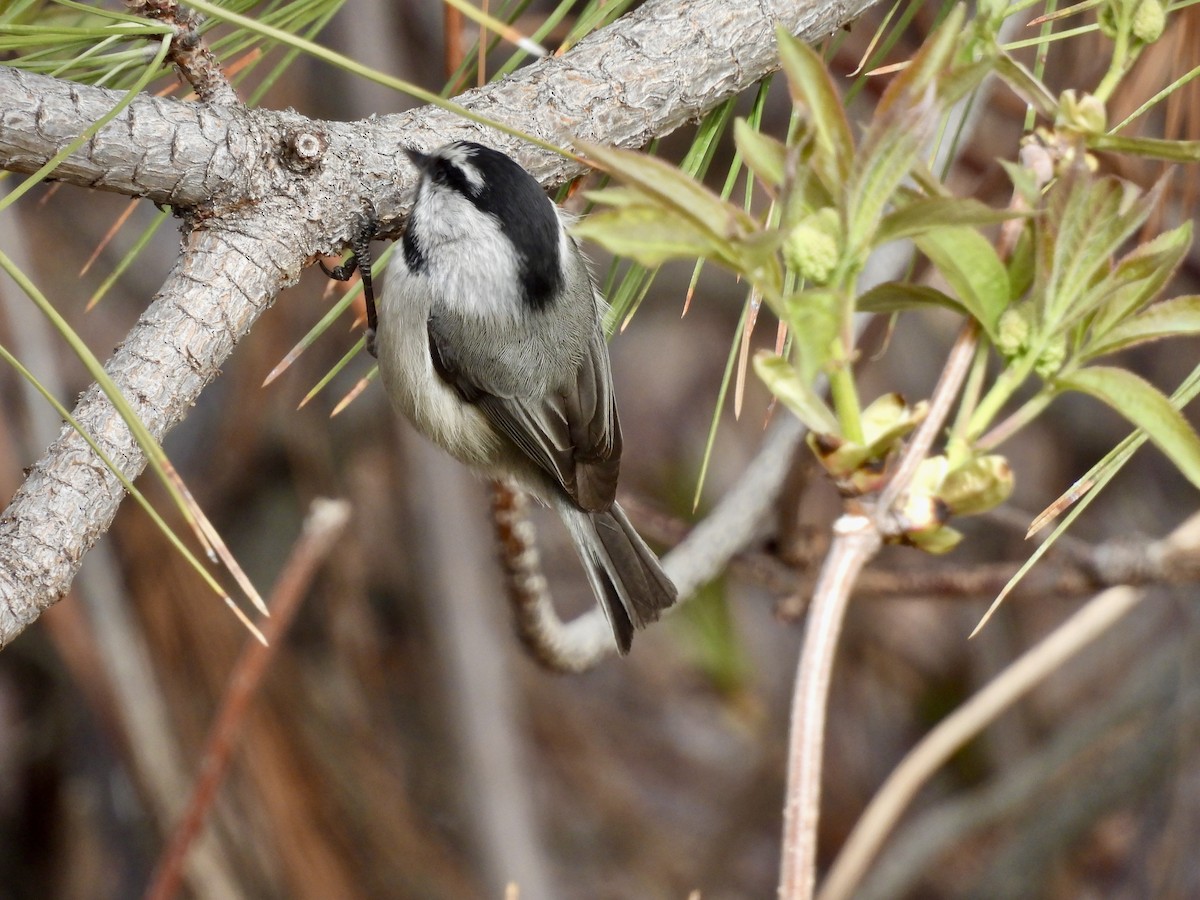 Mountain Chickadee - ML616637197