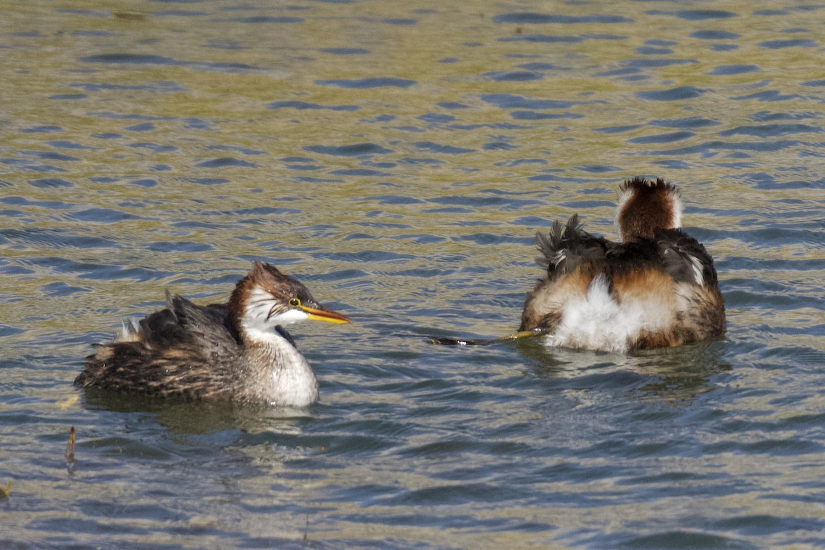 Titicaca Grebe - ML616637198