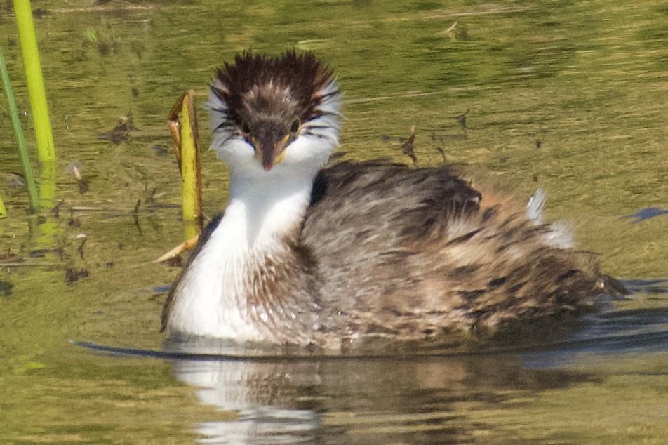 Titicaca Grebe - ML616637241