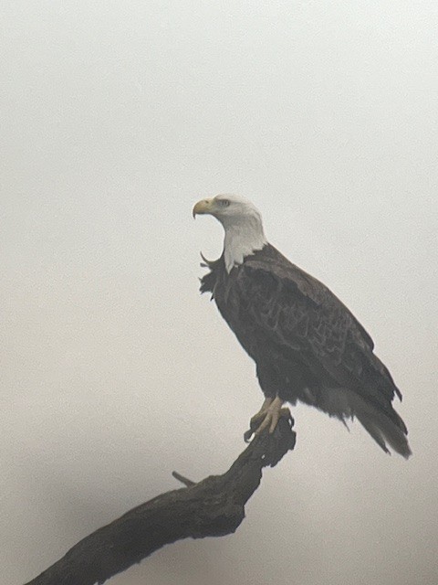 Bald Eagle - ML616637242