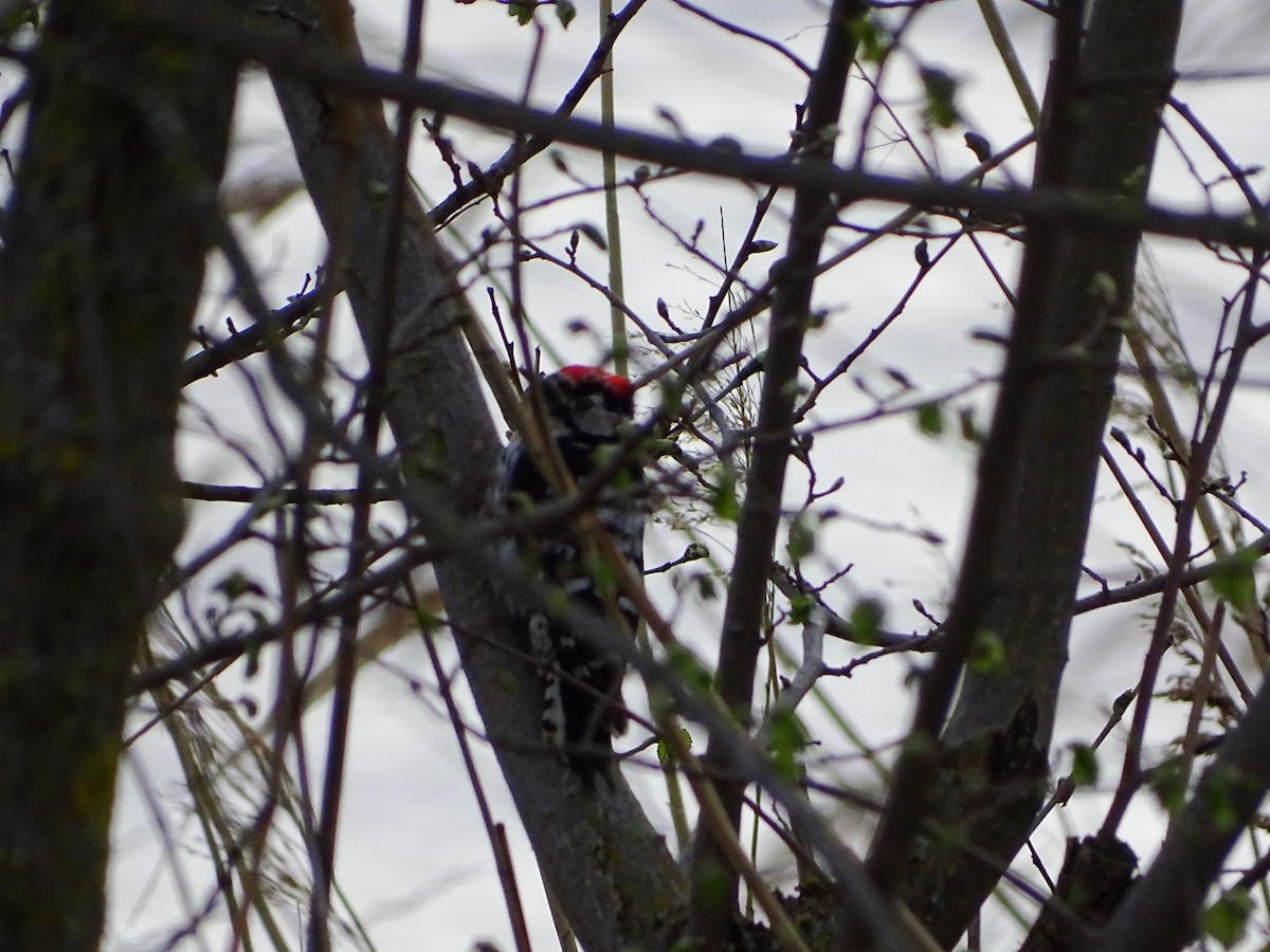 Lesser Spotted Woodpecker - ML616637247