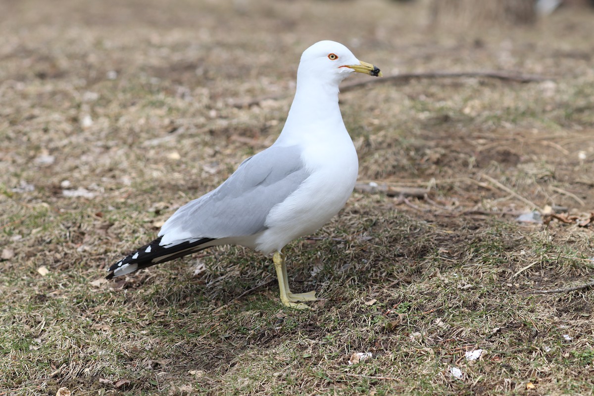 Ring-billed Gull - Mike Farnworth