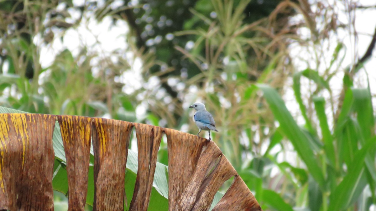 Blue-gray Tanager - Abby Tuerke