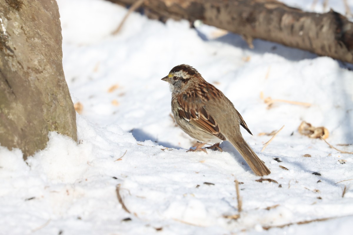 White-throated Sparrow - Mike Farnworth