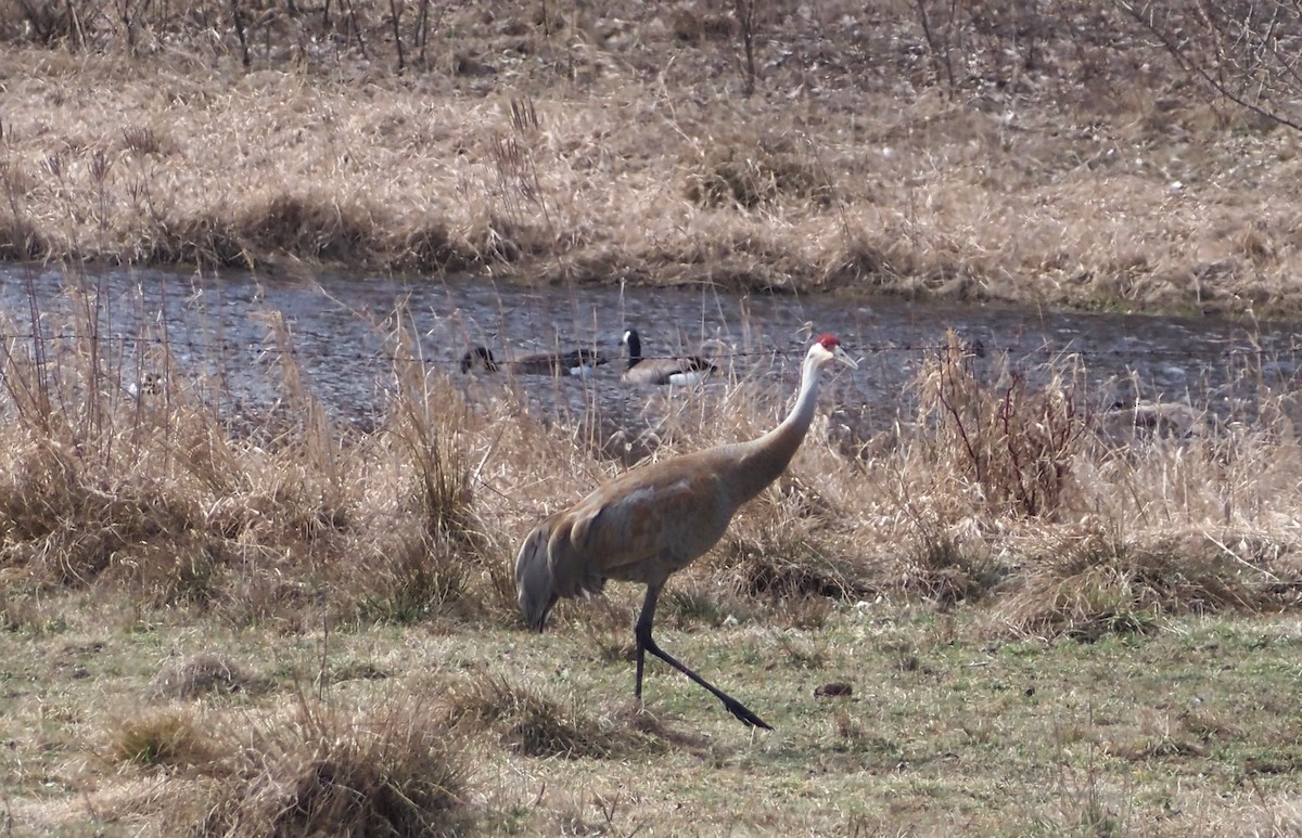 Sandhill Crane - ML616637290