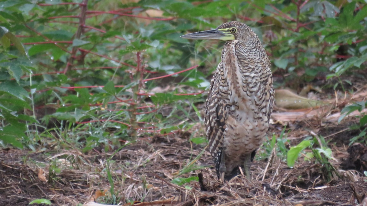 Bare-throated Tiger-Heron - ML616637291