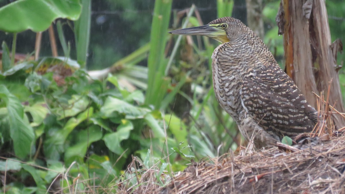 Bare-throated Tiger-Heron - ML616637302