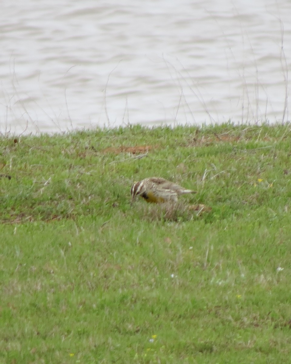 Western/Eastern Meadowlark - ML616637340