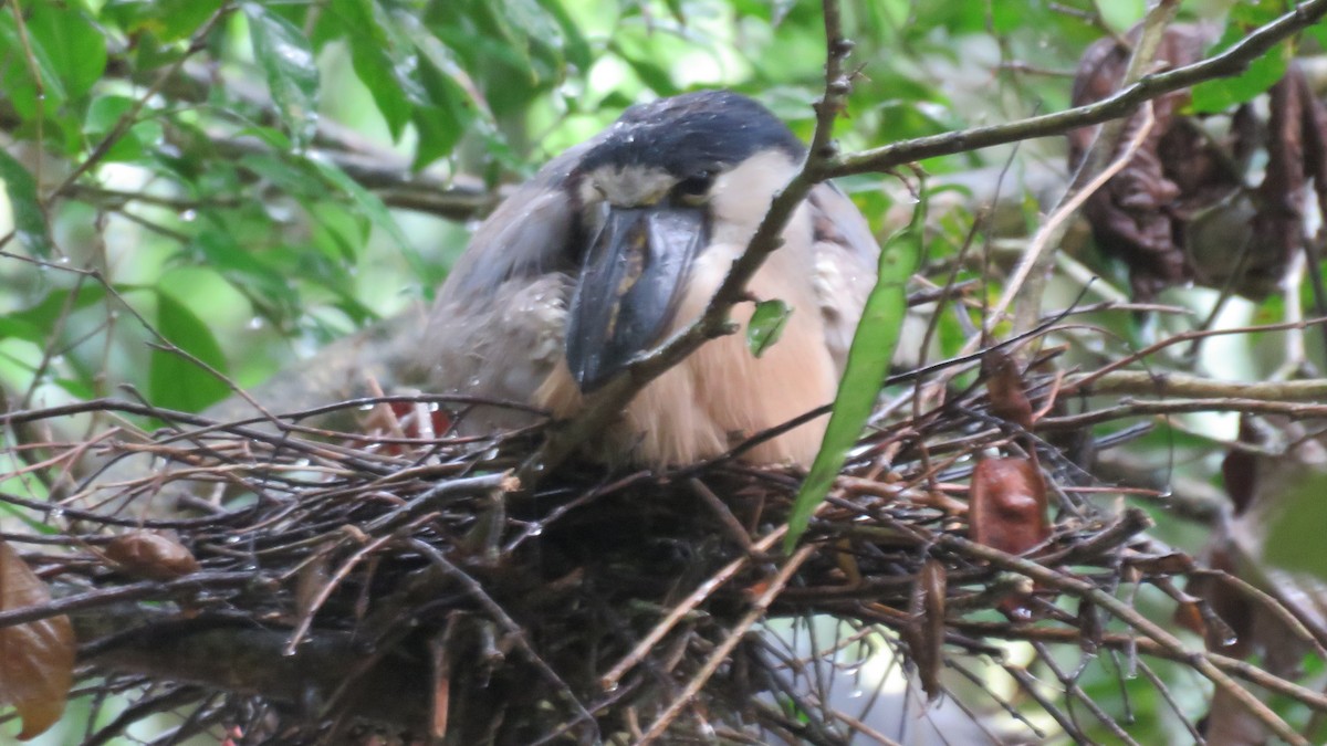 Boat-billed Heron - ML616637343