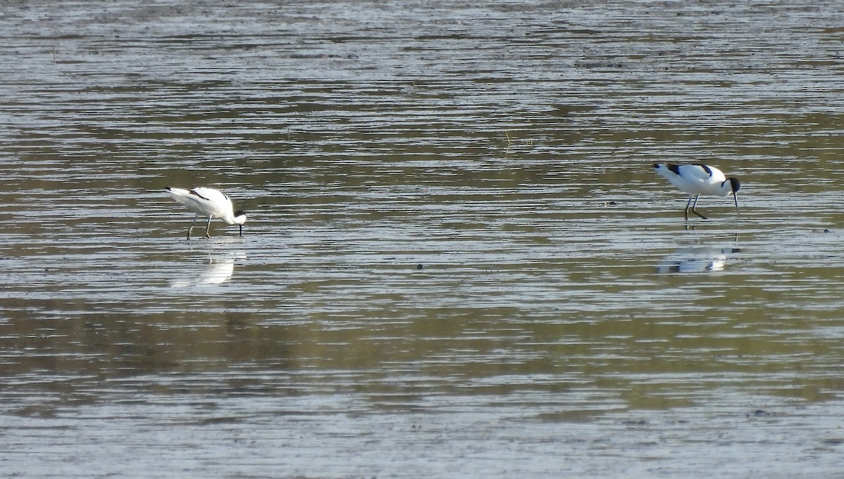 Pied Avocet - ML616637360