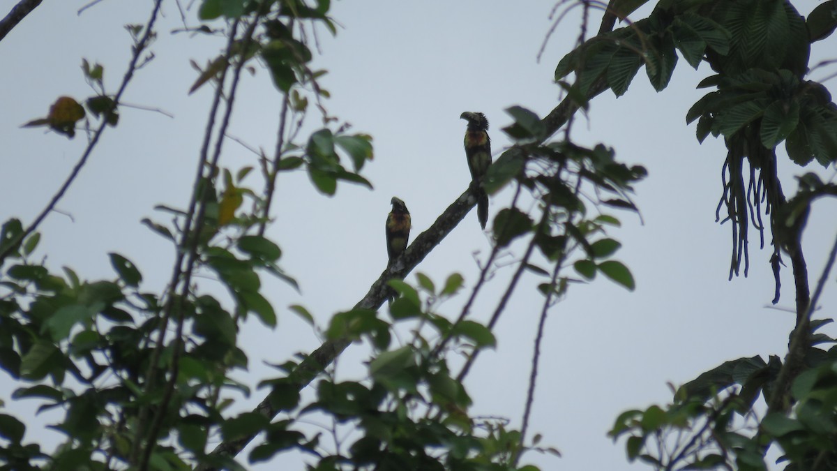 Collared Aracari - ML616637361