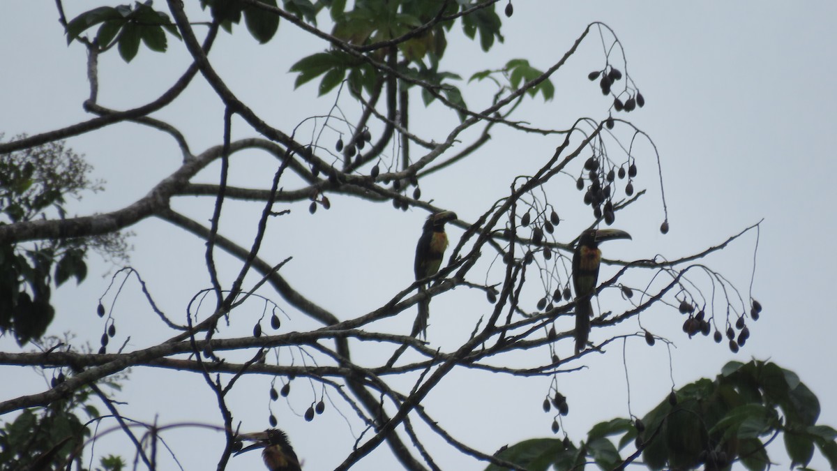 Collared Aracari - Abby Tuerke