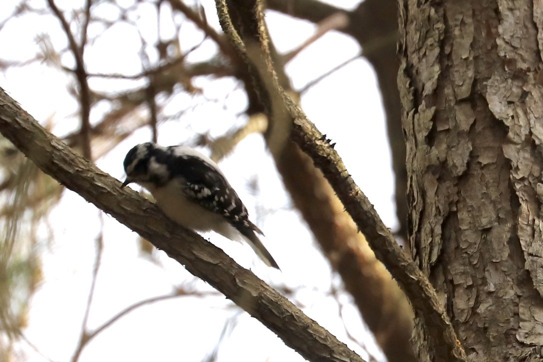 Downy Woodpecker - JoAnn Dalley