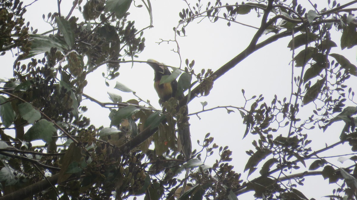 Collared Aracari - ML616637386