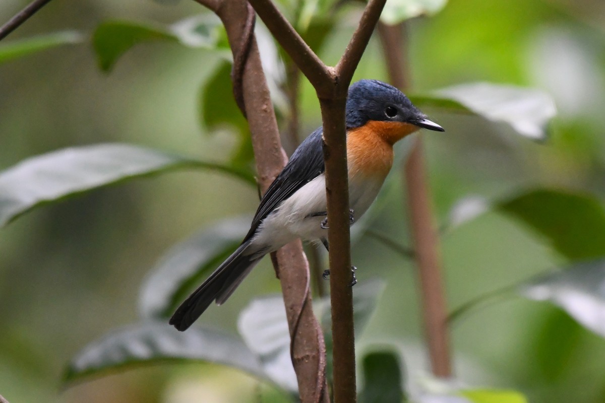 Broad-billed Flycatcher - ML616637397