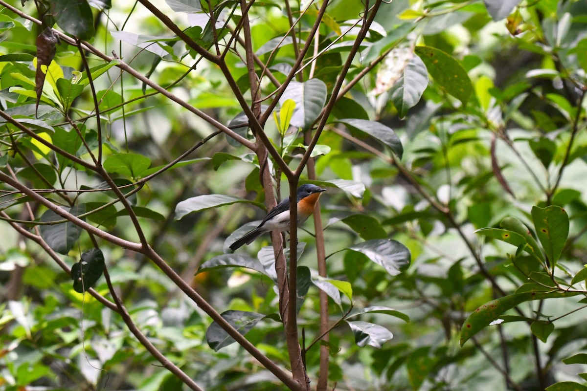 Broad-billed Flycatcher - ML616637398