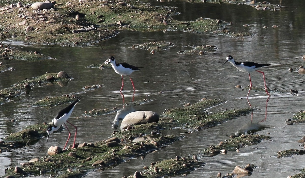 Black-necked Stilt - Craig Thayer