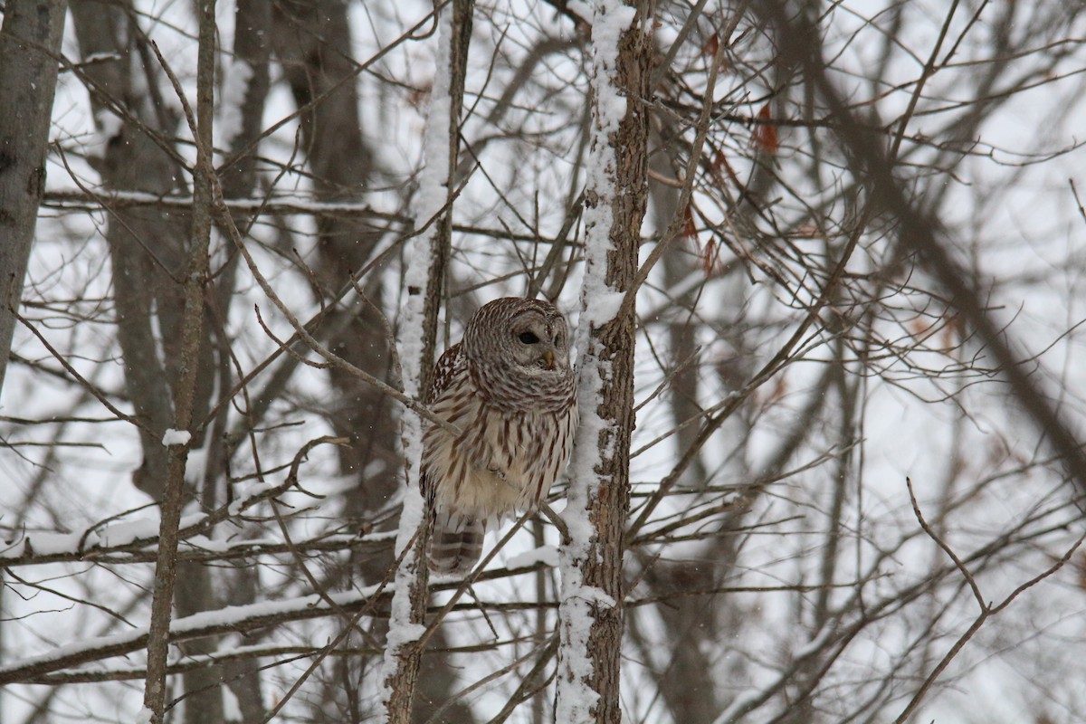 Barred Owl - Laurel Ironside