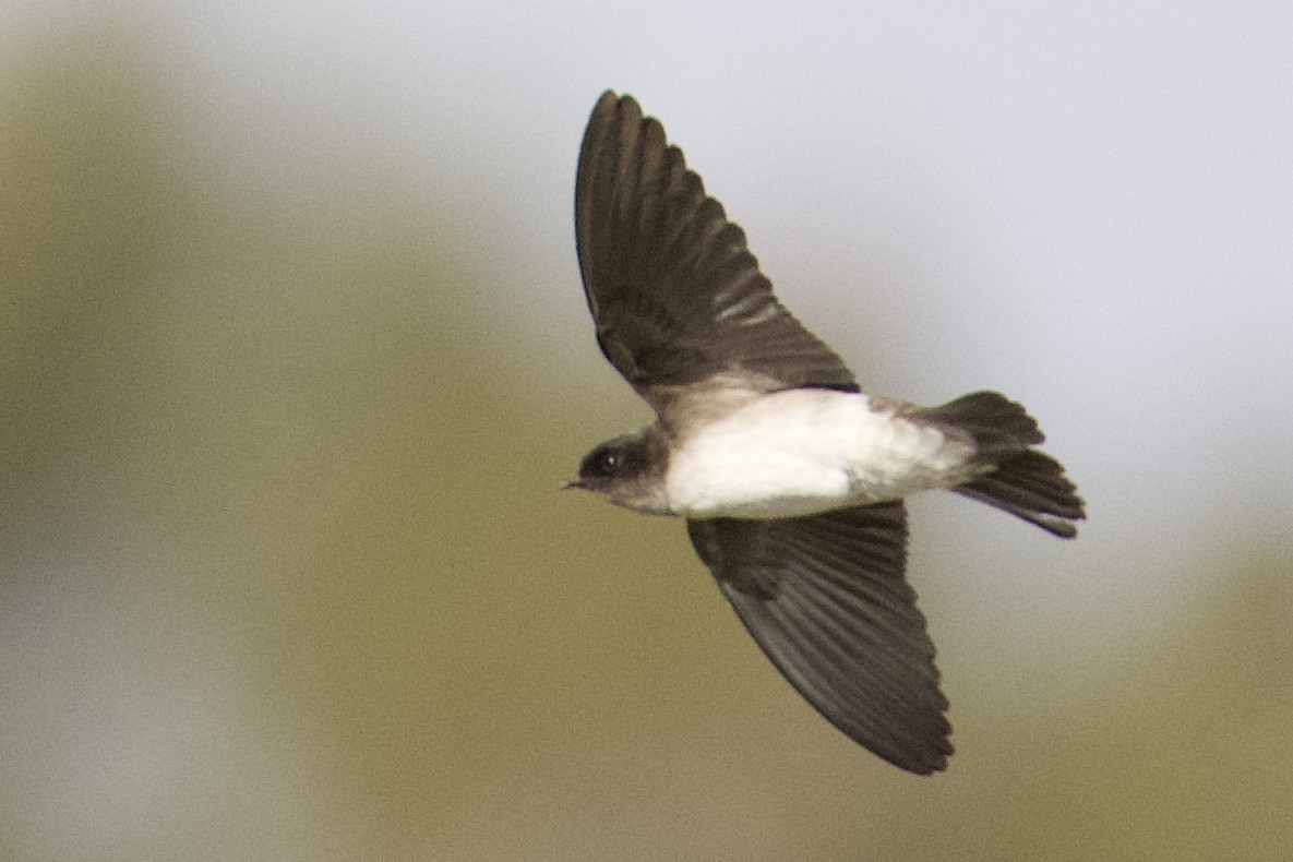 Andean Swallow - ML616637442