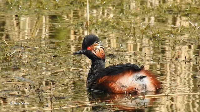 Eared Grebe - ML616637444