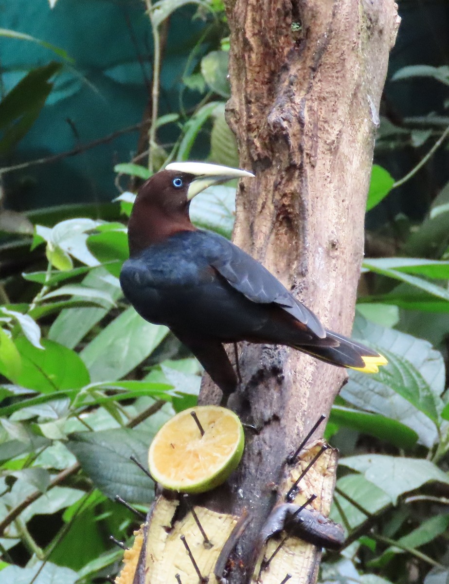 Chestnut-headed Oropendola - ML616637447