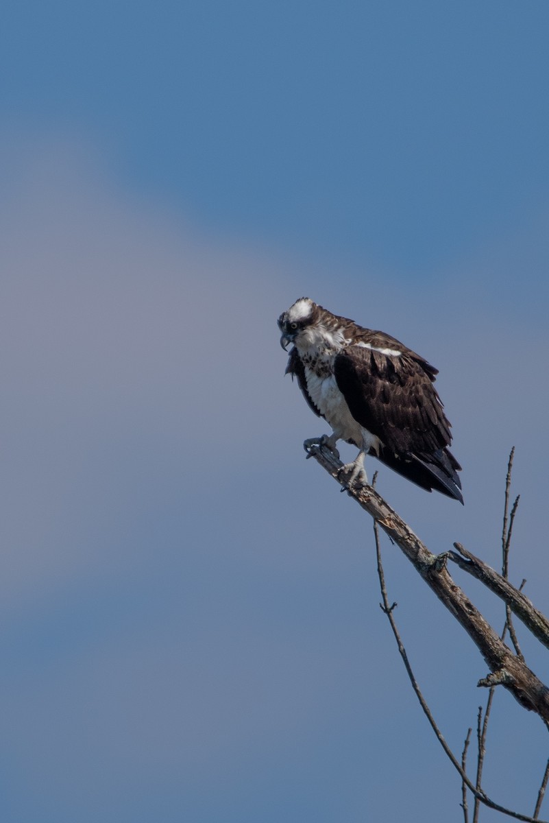 Águila Pescadora - ML616637463