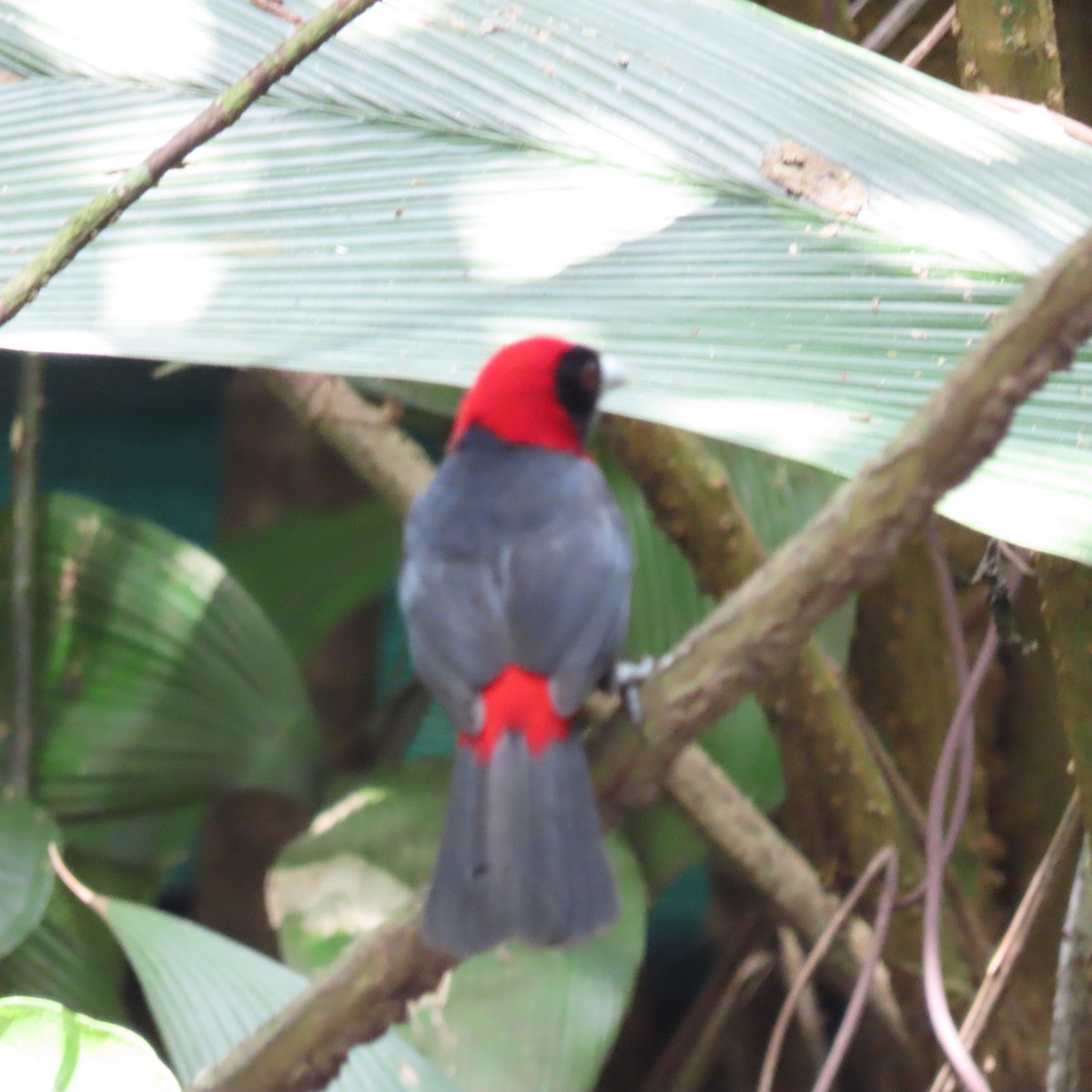 Crimson-collared Tanager - ML616637475