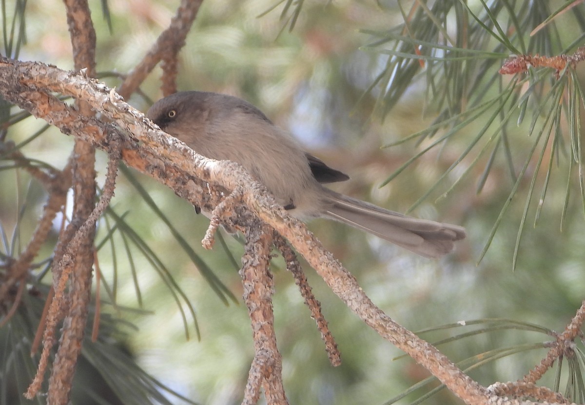 Bushtit - ML616637489