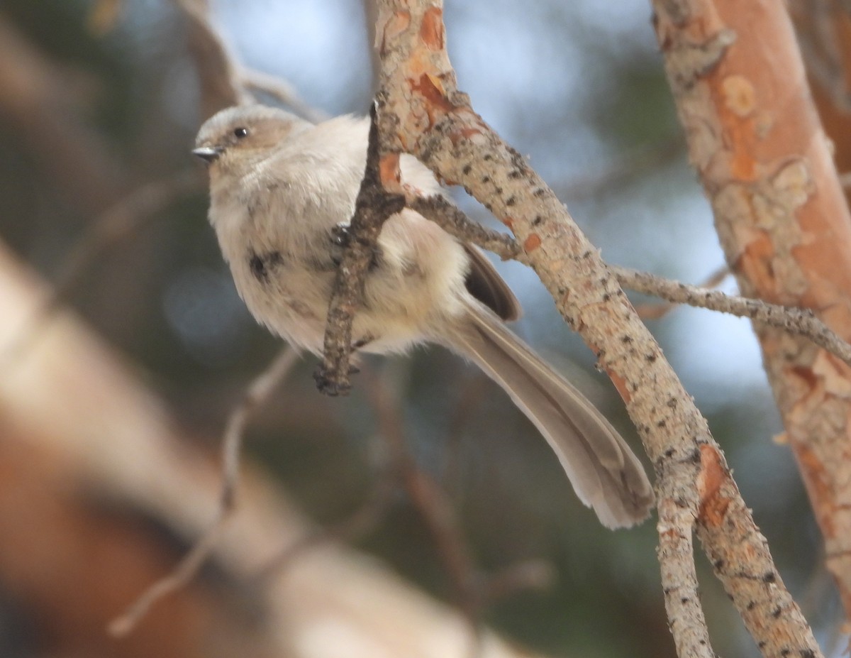 Bushtit - ML616637490