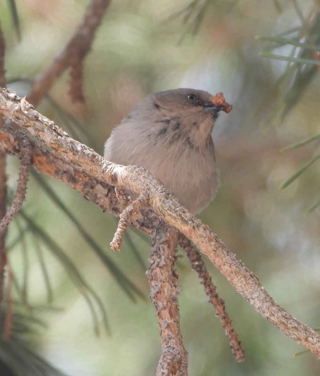Bushtit - ML616637491