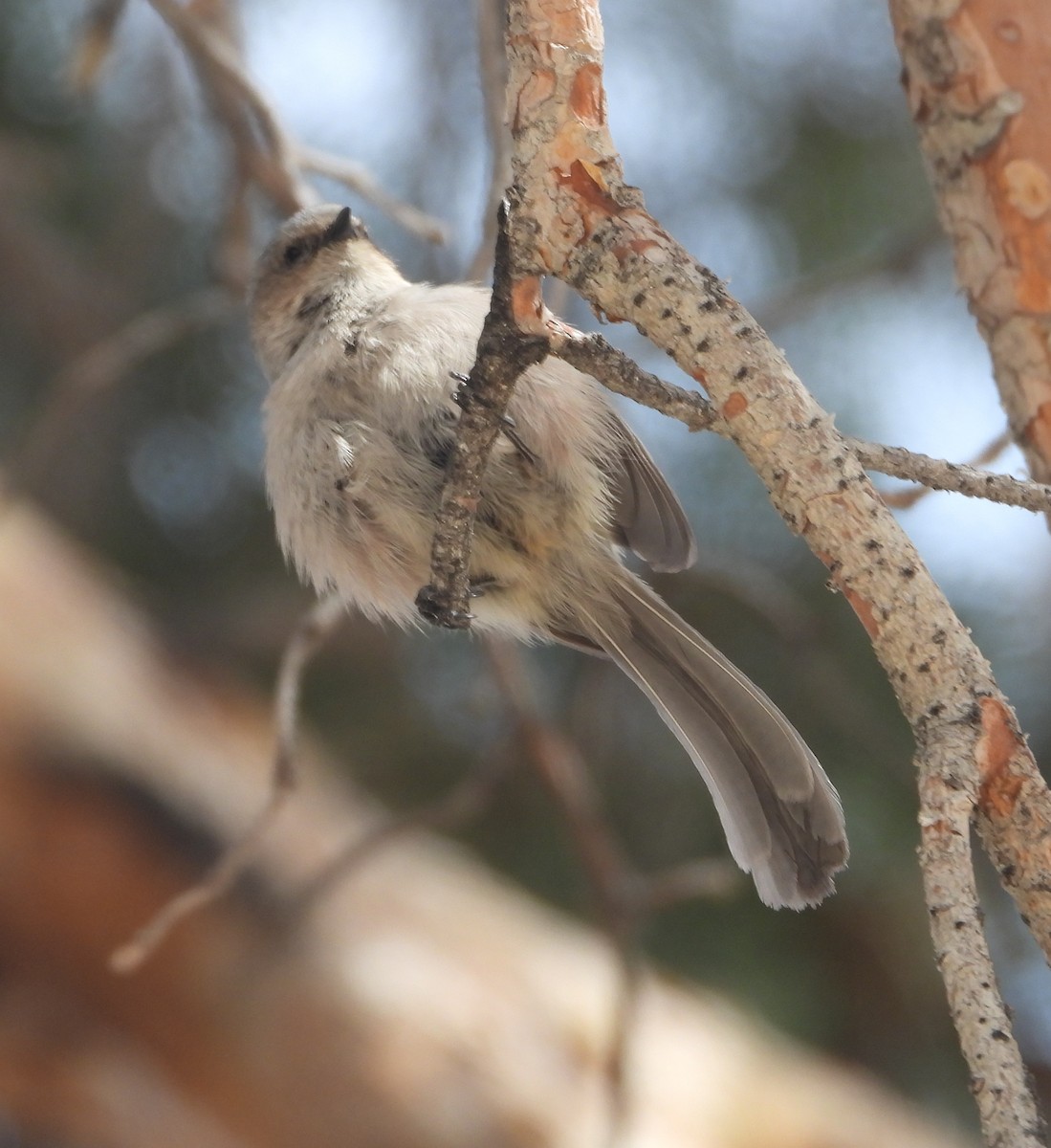 Bushtit - ML616637492