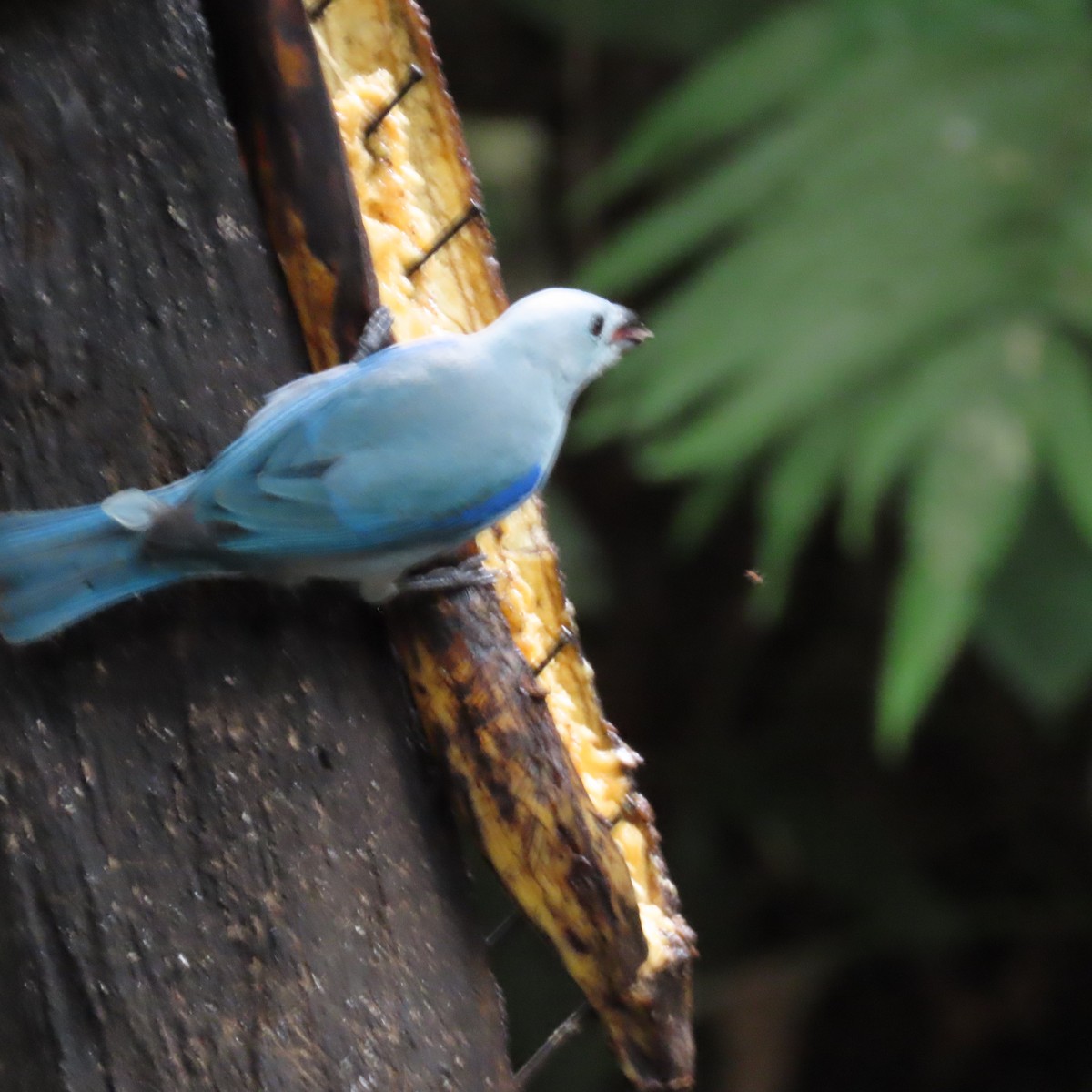 Blue-gray Tanager - ML616637501