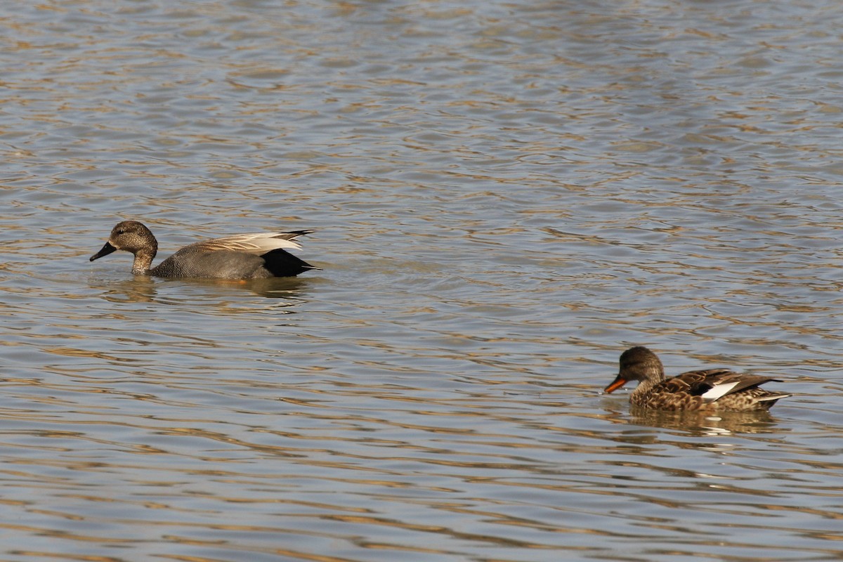 Gadwall - ML616637519