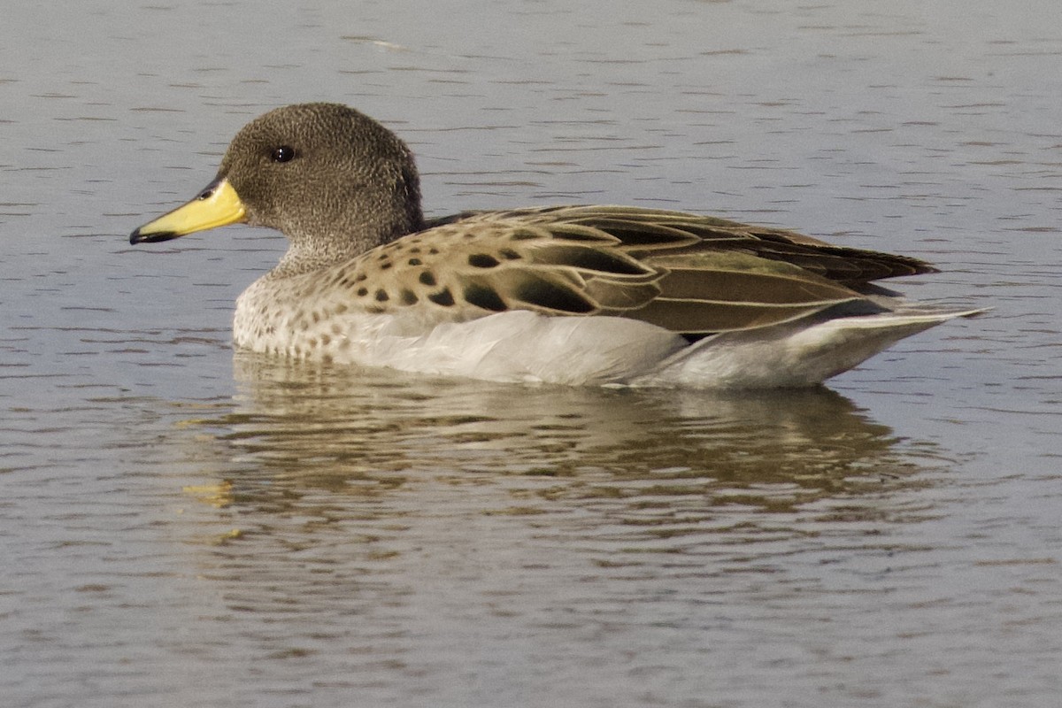 Yellow-billed Teal - ML616637520