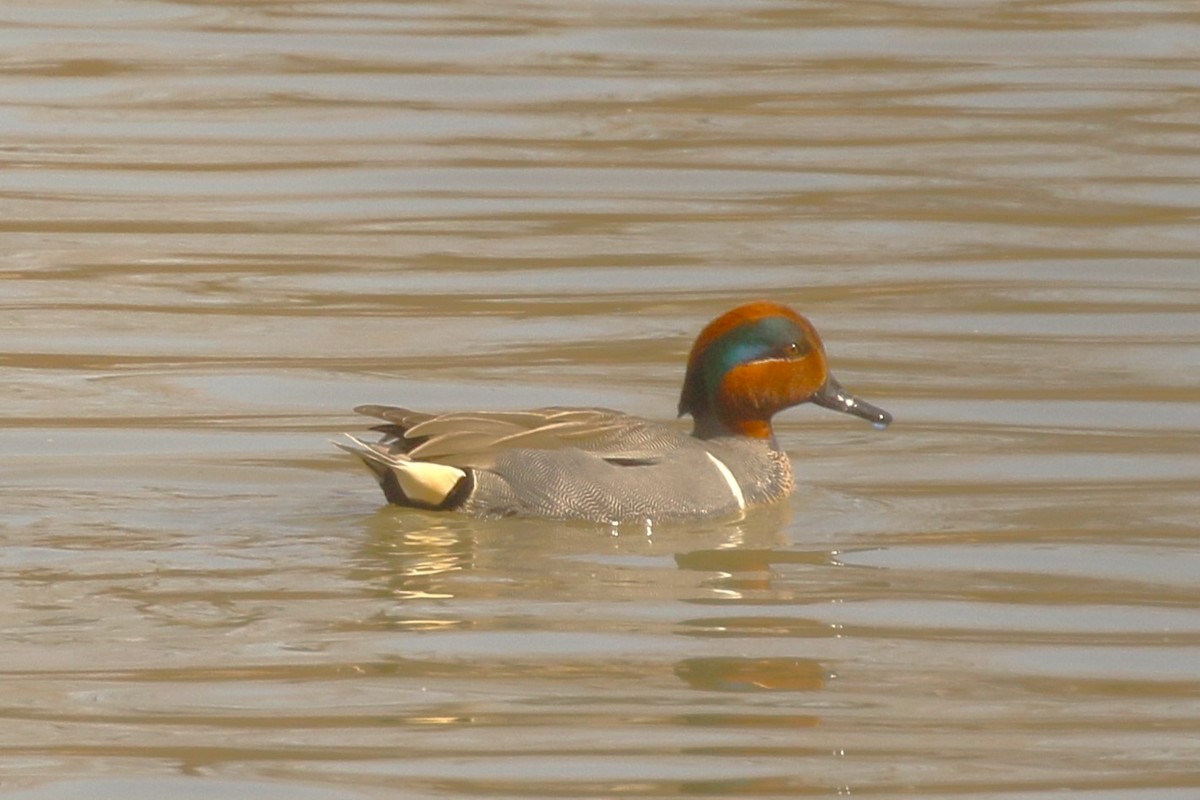 Green-winged Teal - ML616637548