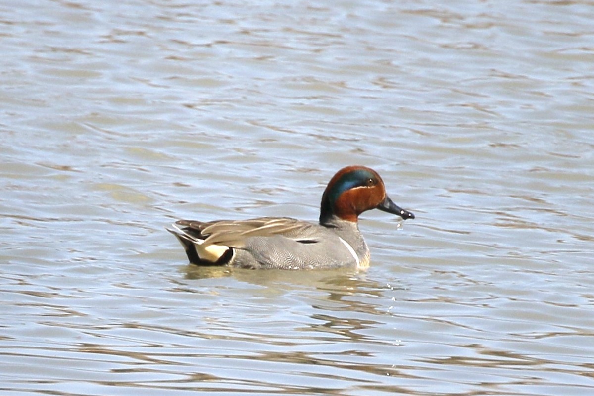 Green-winged Teal - ML616637549
