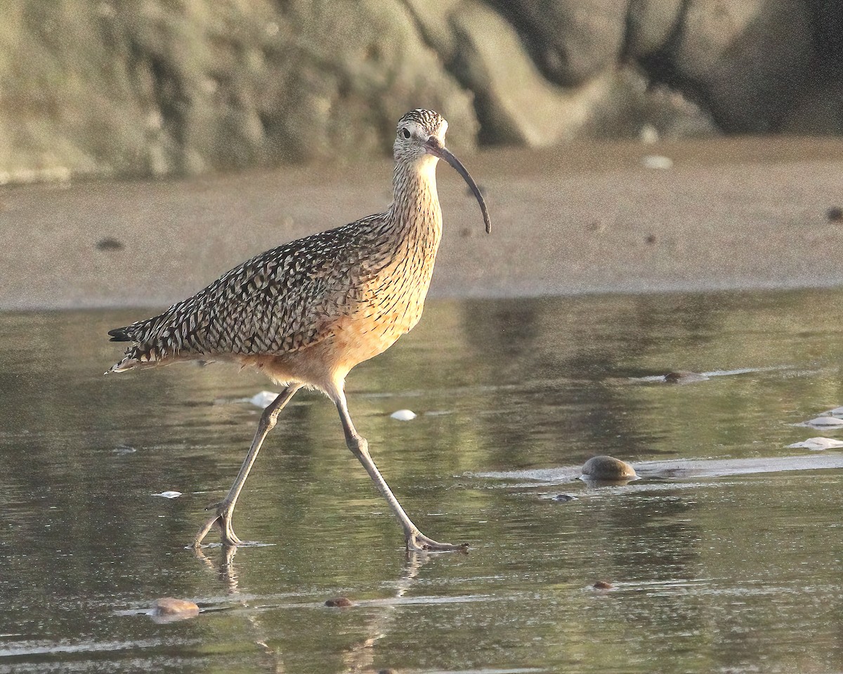 Long-billed Curlew - ML616637558