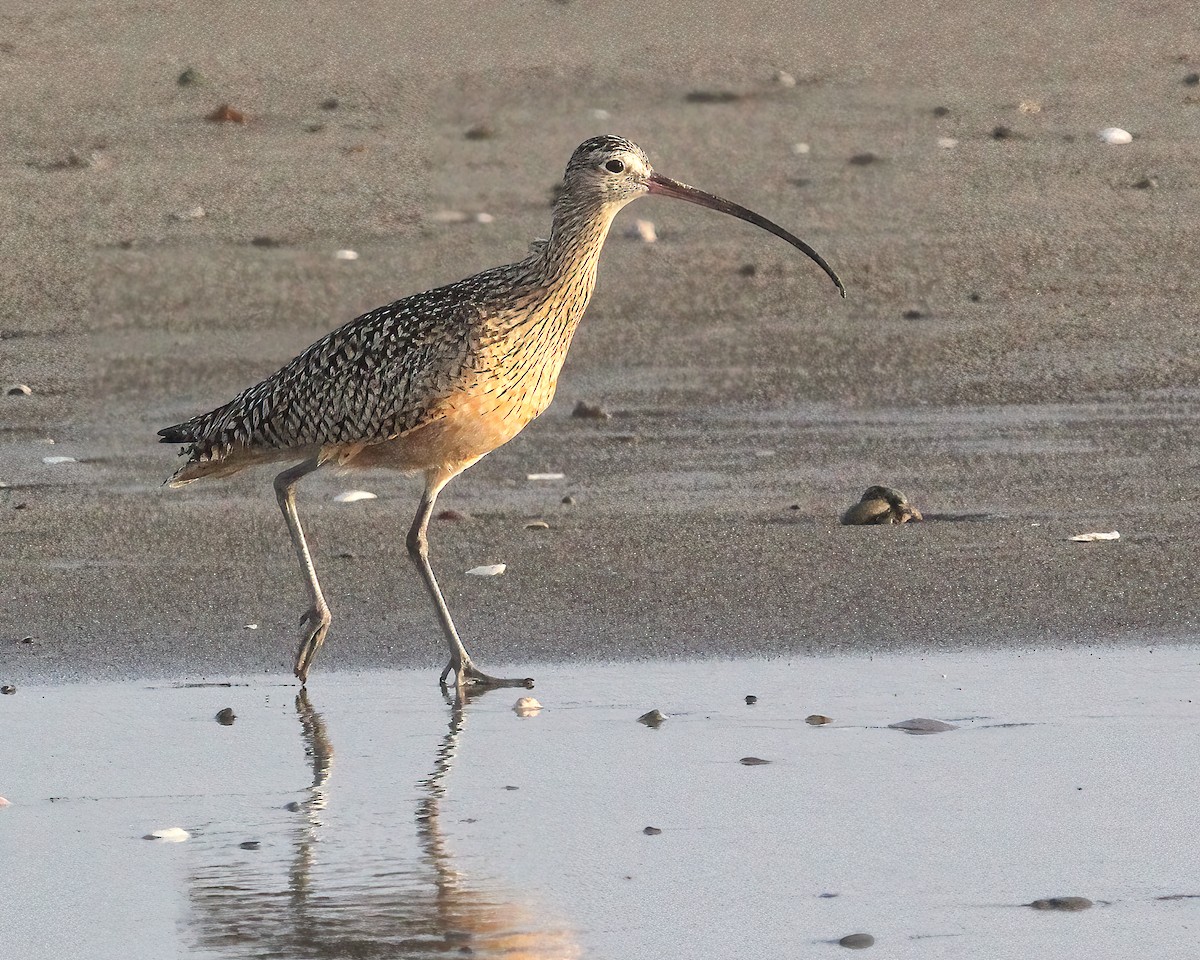 Long-billed Curlew - ML616637559