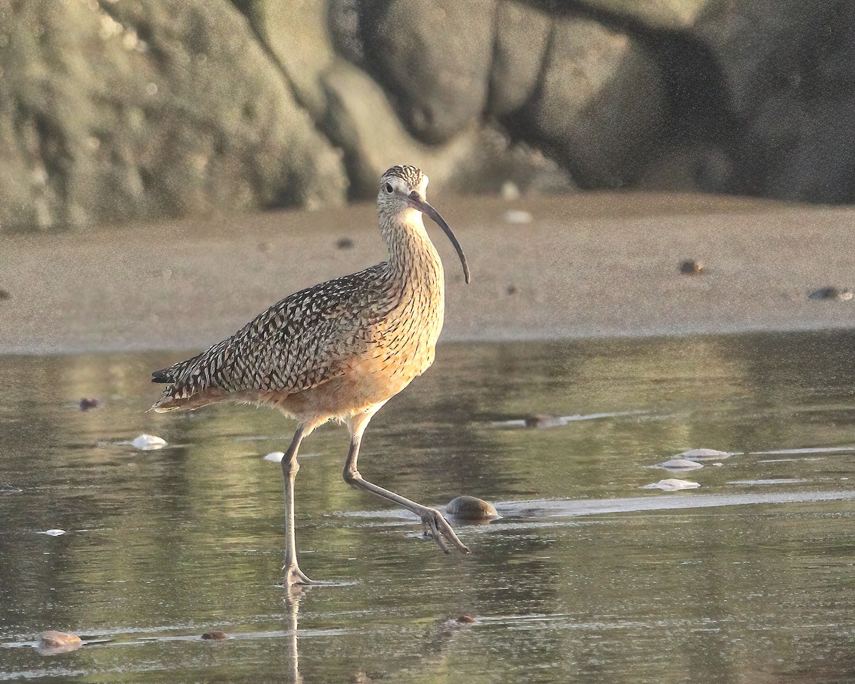 Long-billed Curlew - ML616637560