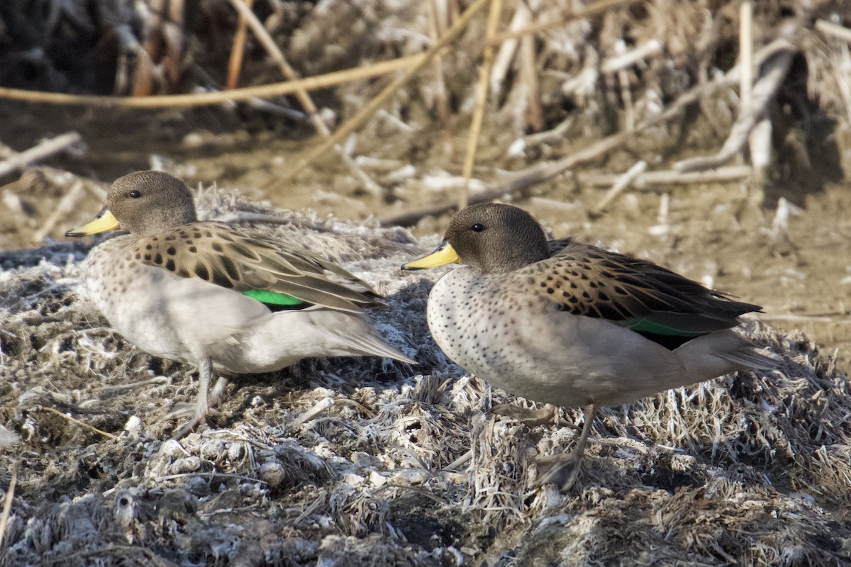 Yellow-billed Teal - ML616637603