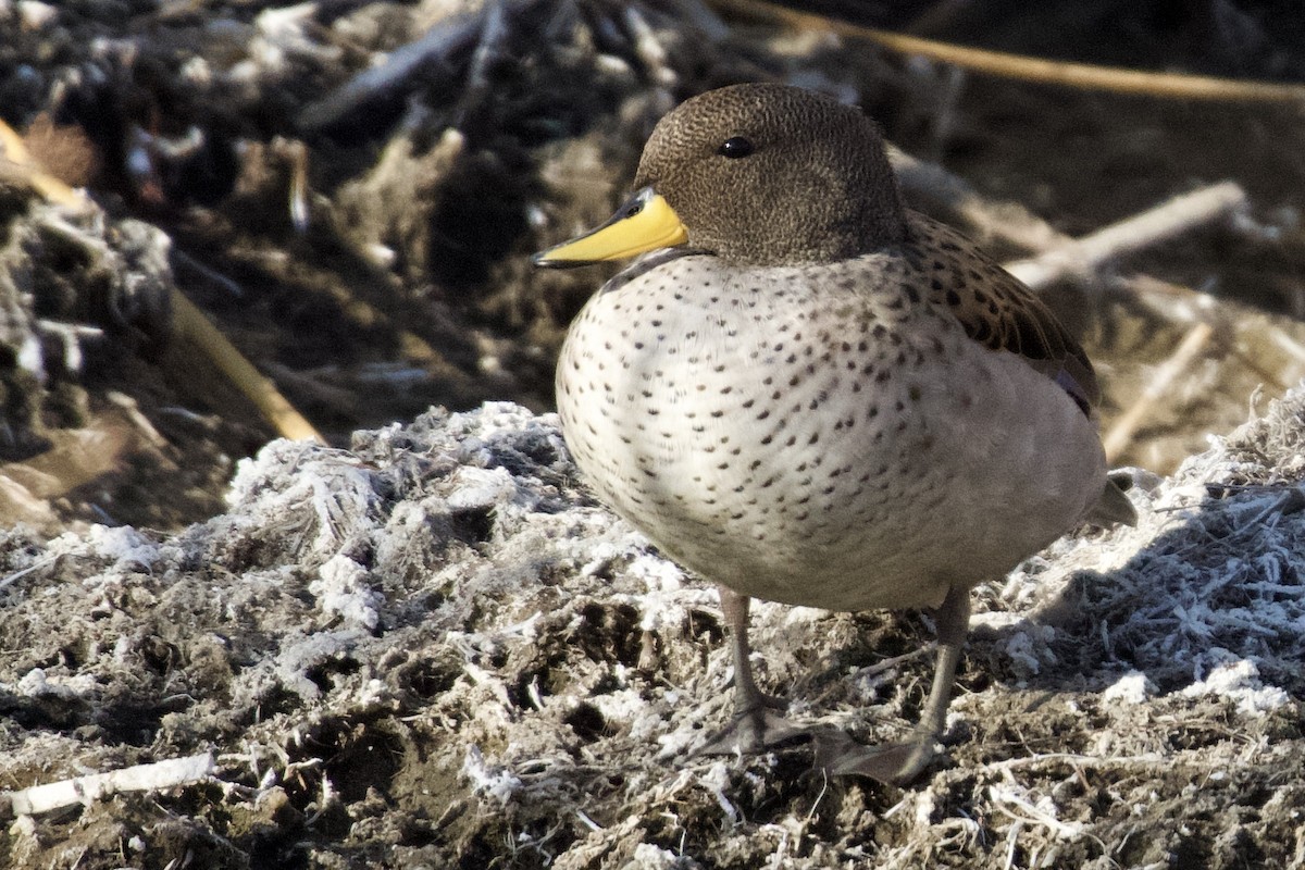 Yellow-billed Teal - ML616637604