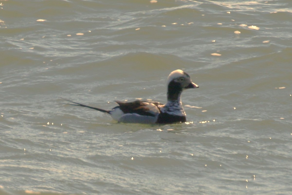 Long-tailed Duck - walter sliva
