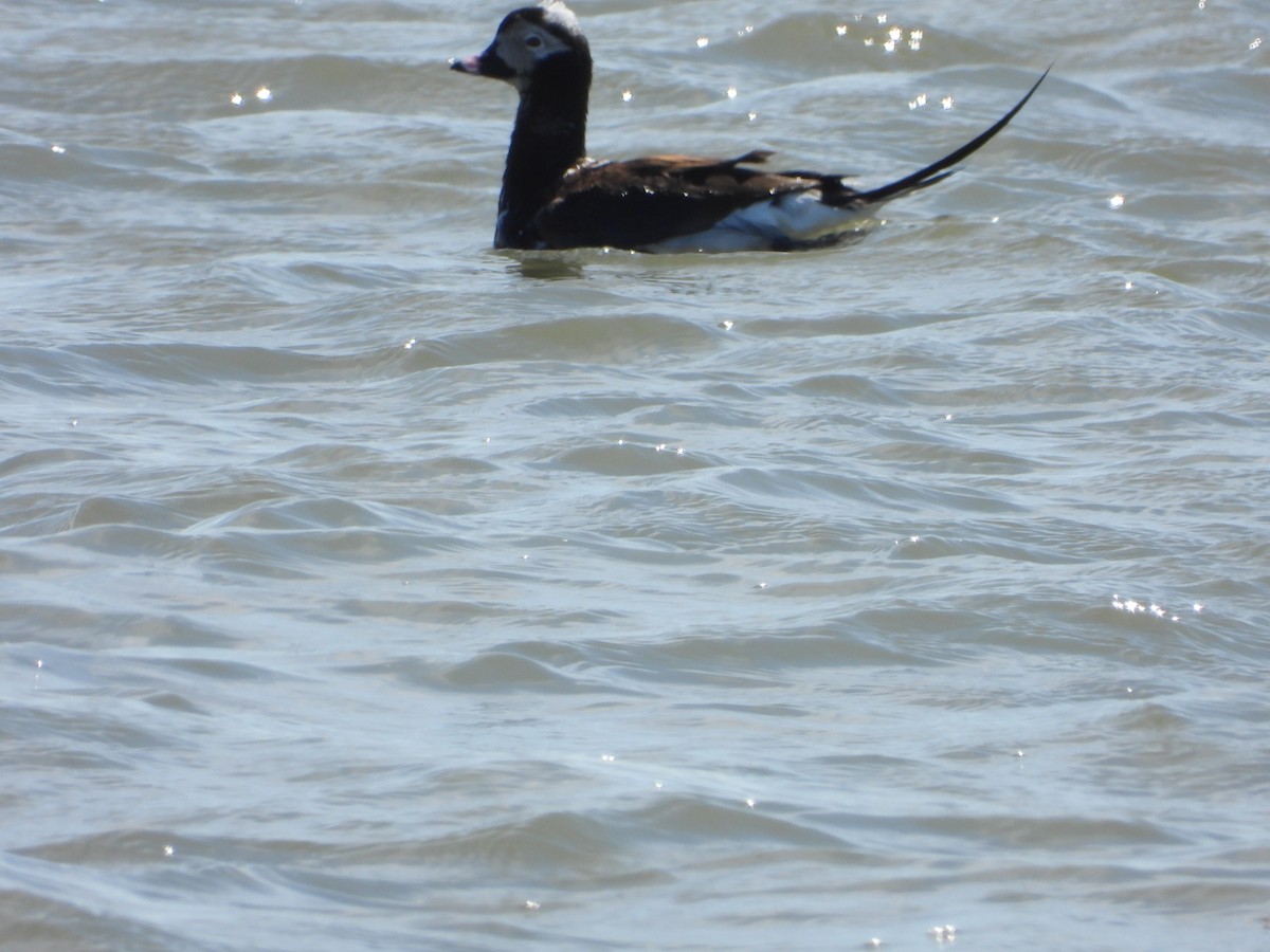 Long-tailed Duck - jeffrey kramer